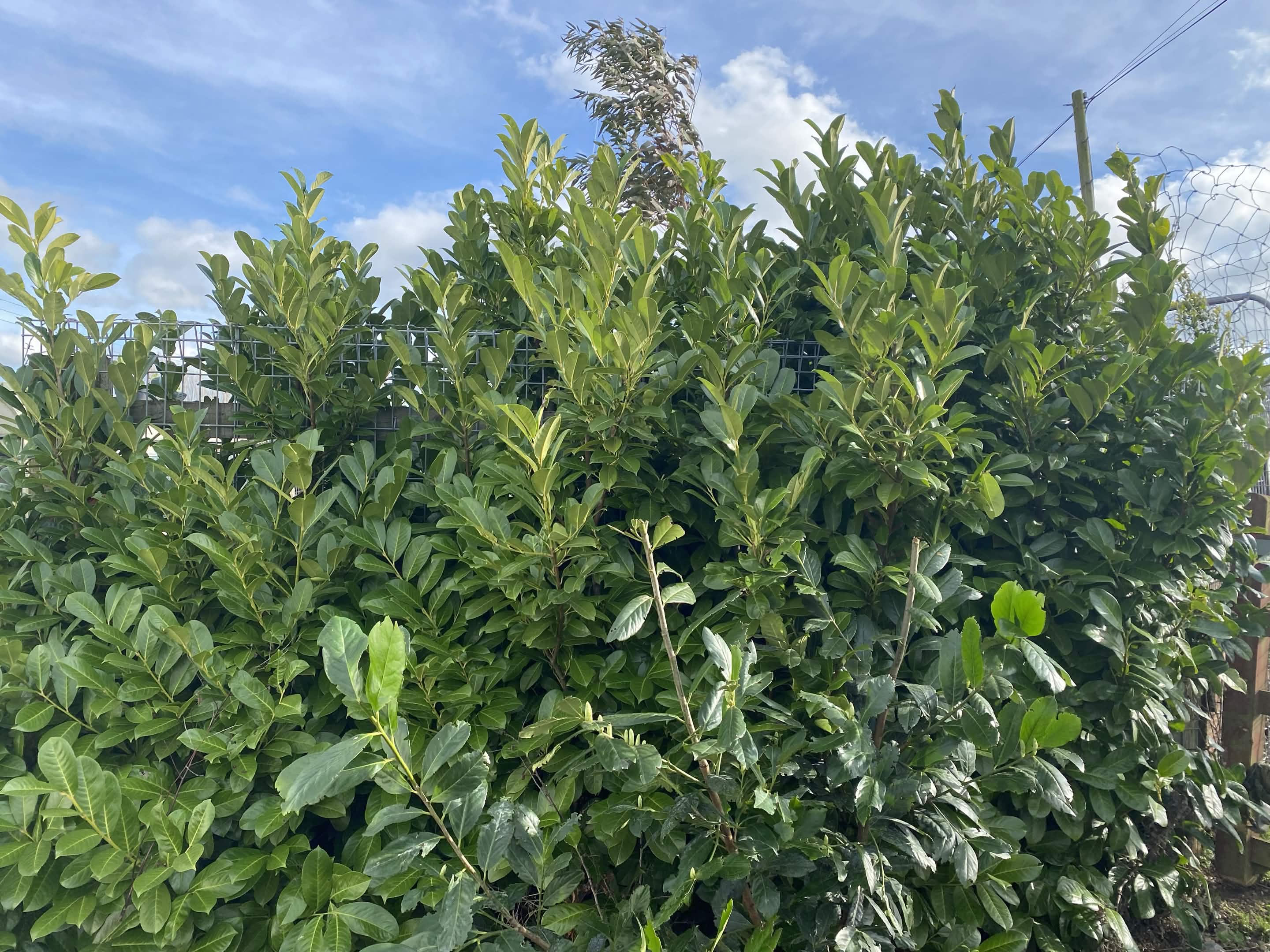 A variety of plants at New Roots Nursery