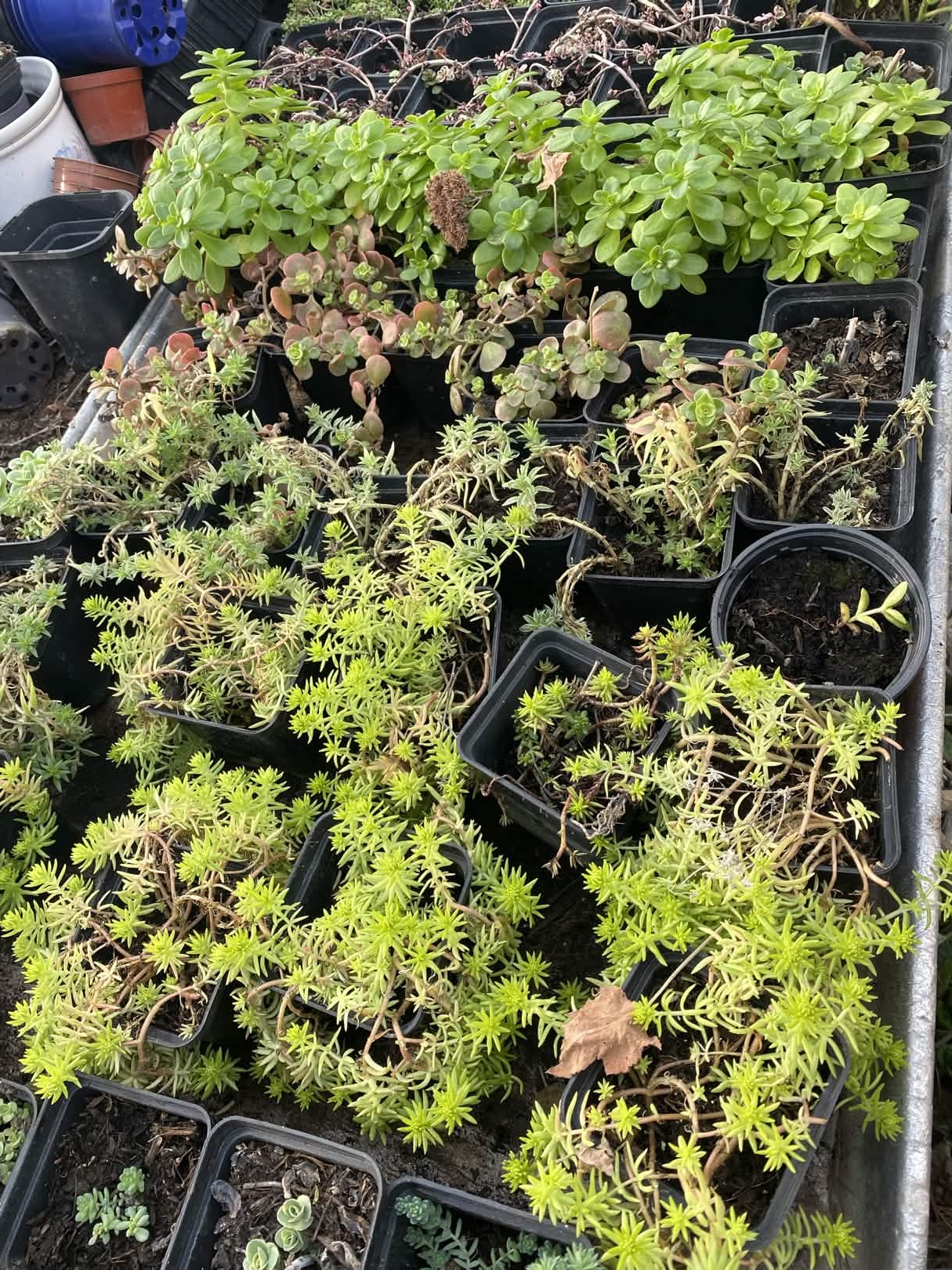 close up of a plant at New Roots Nursery