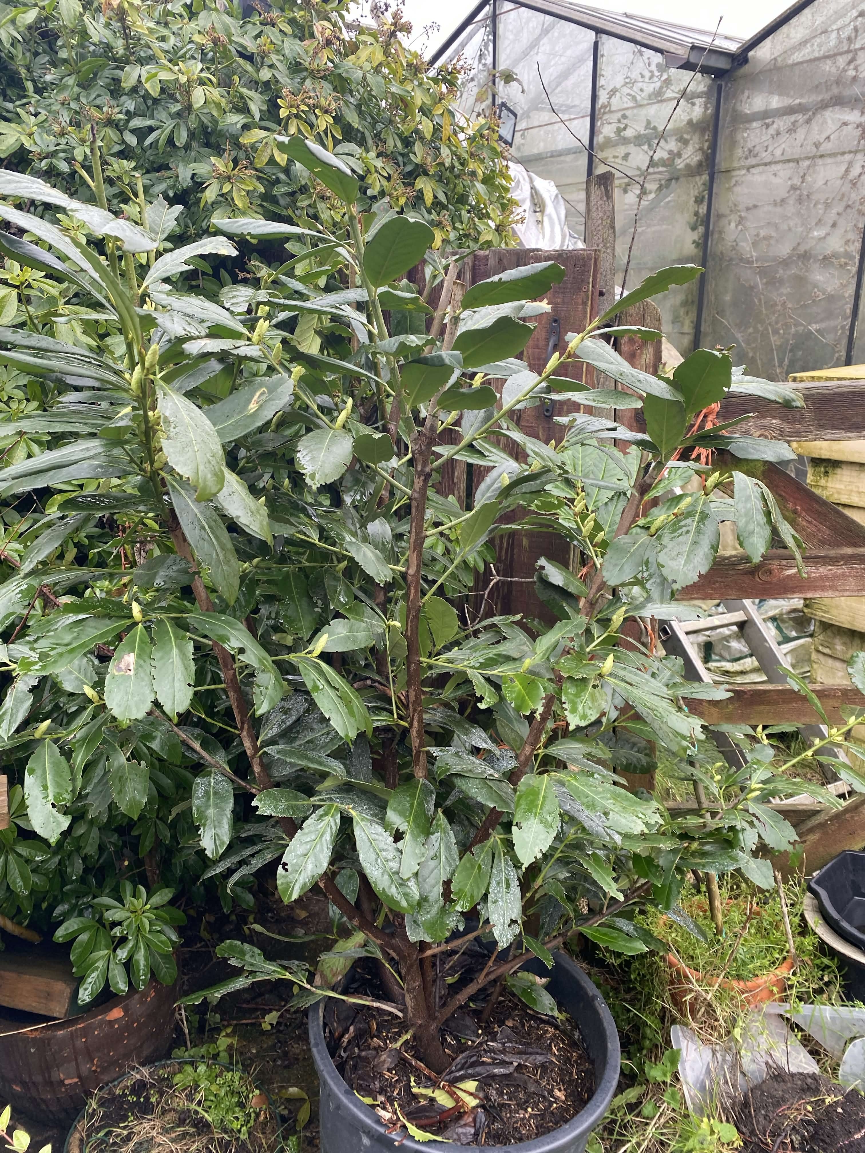 close up of a plant at New Roots Nursery