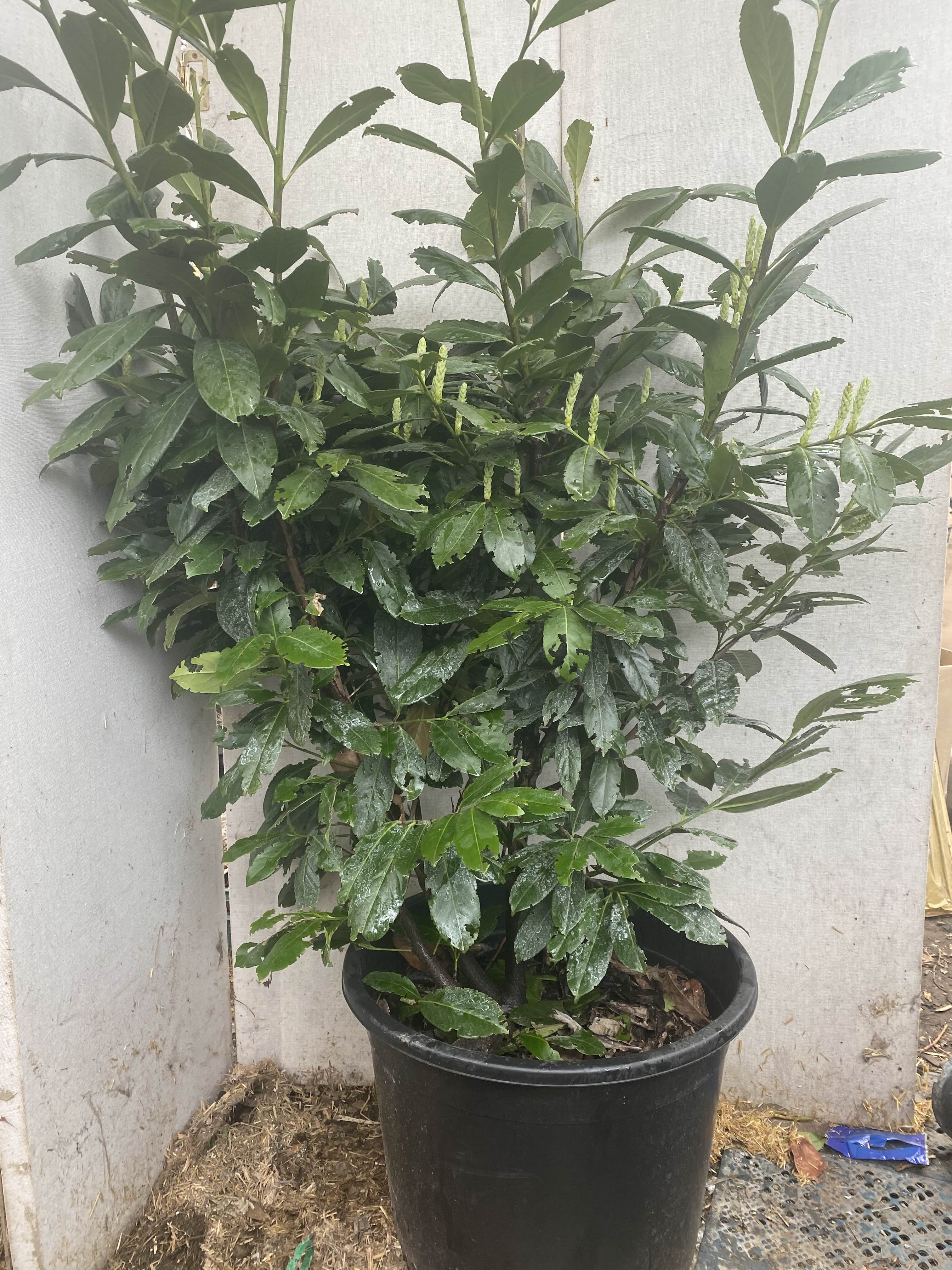 Close up of a laurel plant at New Roots Nursery
