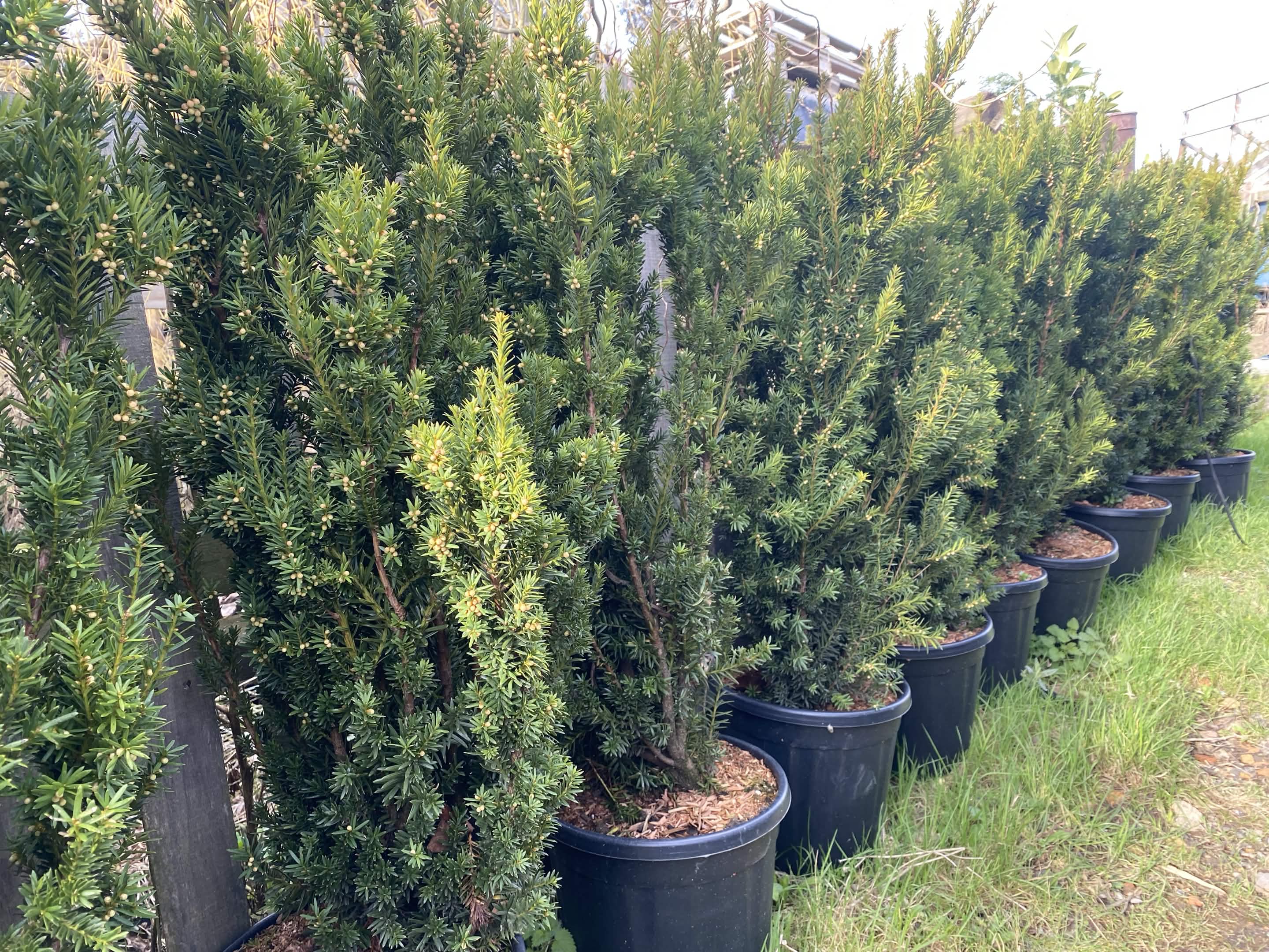A variety of plants at New Roots Nursery