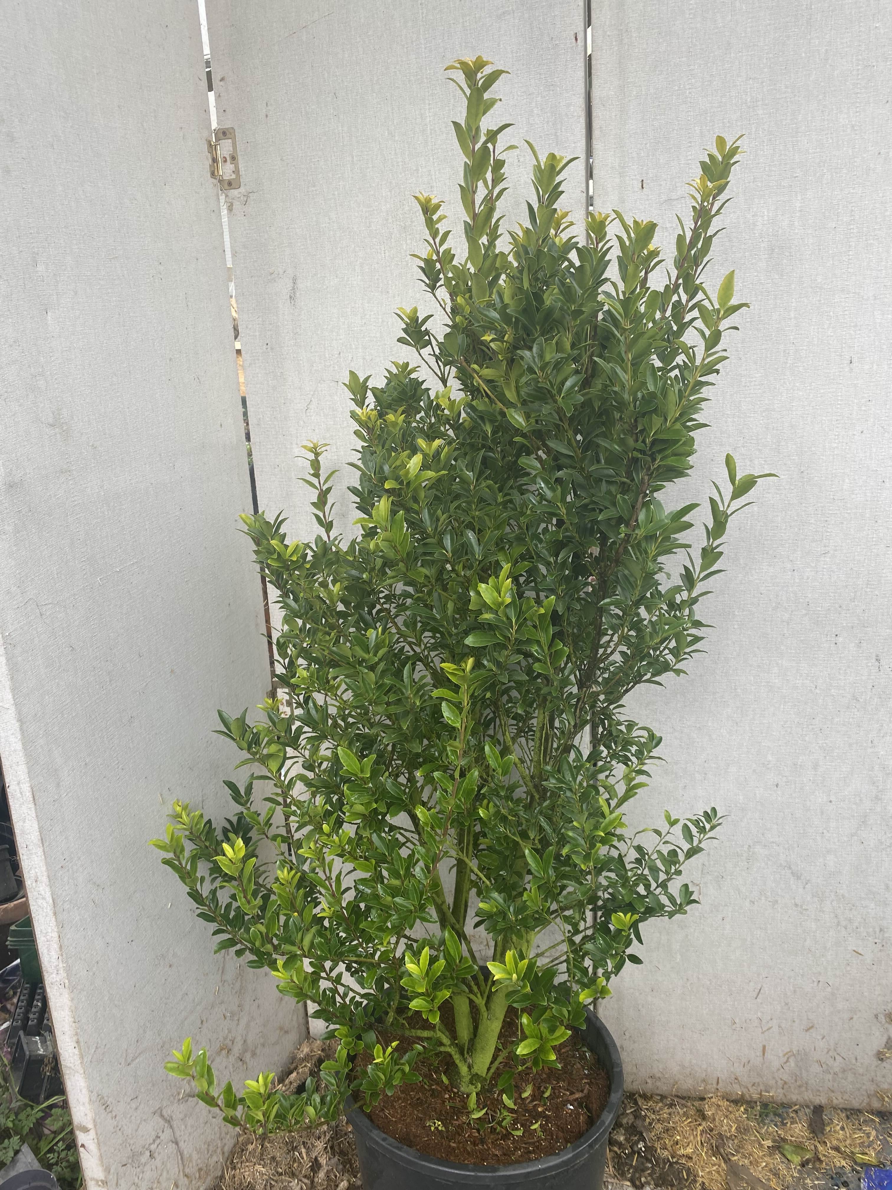 Close up of a boxwood at New Roots Nursery