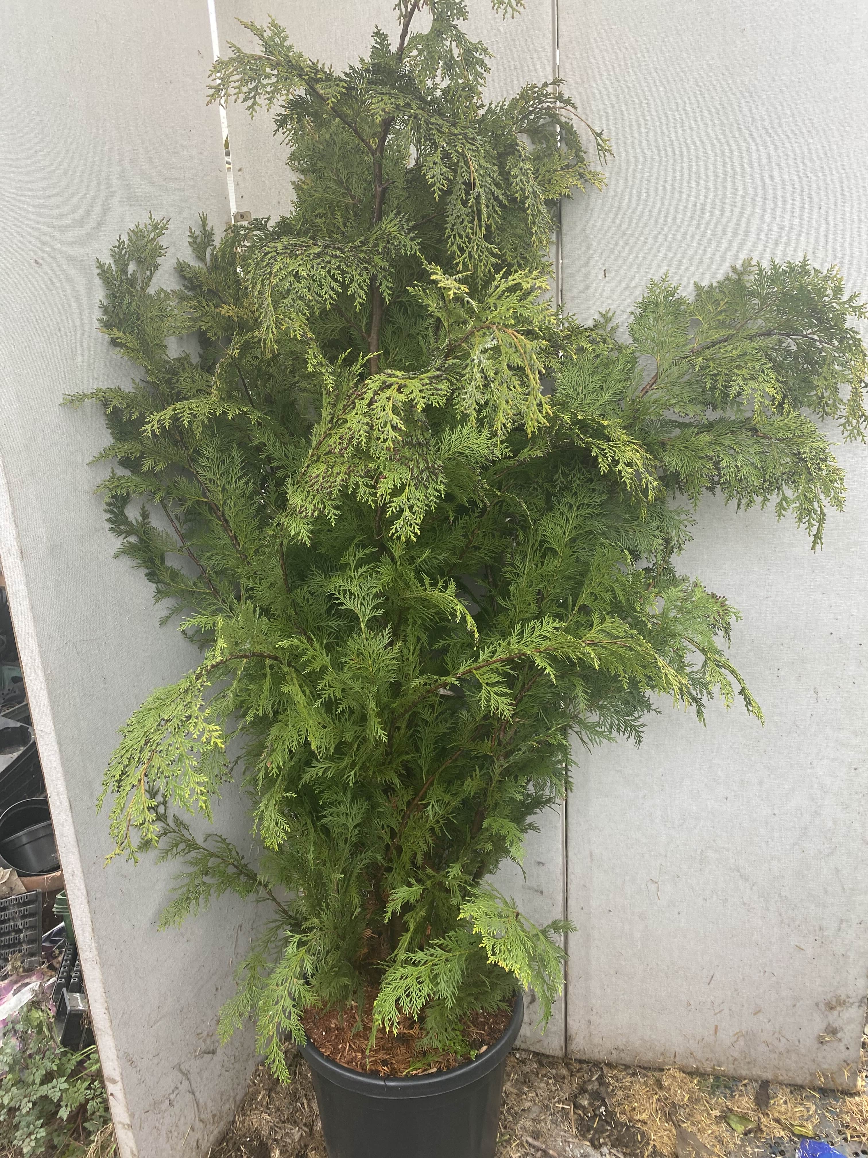Close up of a Arborvitae at New Roots Nursery