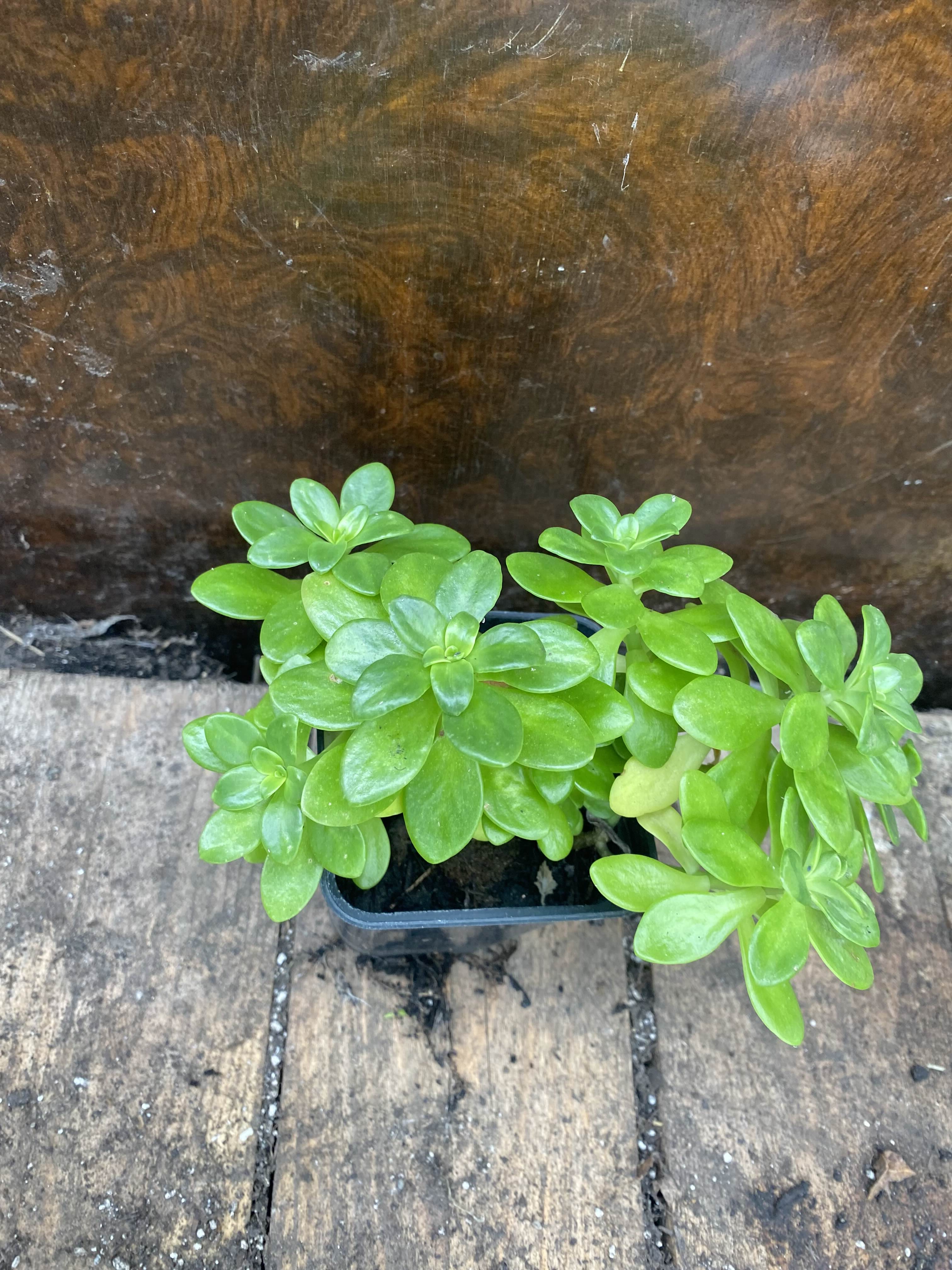 Close up of a Lesser Mexican stonecrop at New Roots Nursery